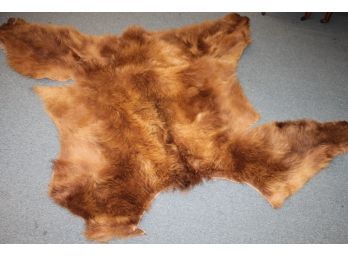 Real Grizzly Bear Fur Hide Rug Or Wall Hanging