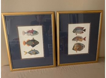 Pair Of Framed Fish Prints