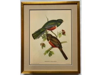 Vintage  J. Gould Bird Illustration Print In Gilded Frame (1 Of Set Of 5)