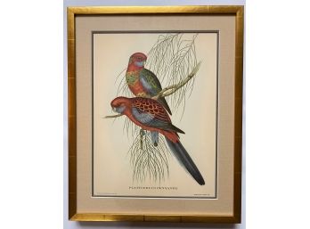 Vintage Jacques Barraband Bird Illustration Print In Gilded Frame (1 Of Set Of 5)