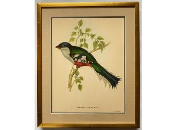 Vintage J. Gould Bird Illustration Print In Gilded Frame (1 Of Set Of 5)