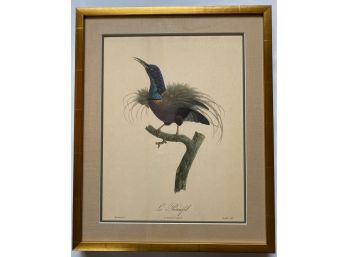 Vintage Jaques Barraband Bird Illustration Print In Gilded Frame (1 Of Set Of 5)