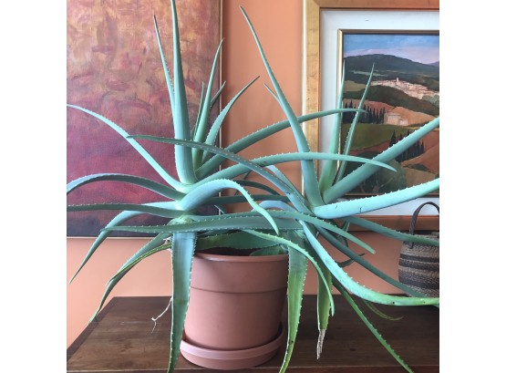 A Mature Aloe Plant