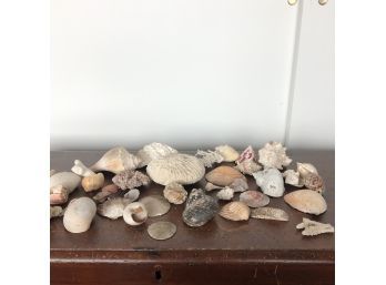A Large Collection Of Seashells