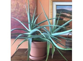 A Mature Aloe Plant