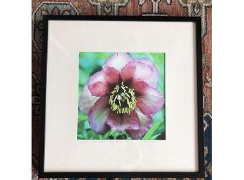 Artists Proof Signed By Dave Pressler - 'Tree Peony - Love Blooms With The God Of Medicine'
