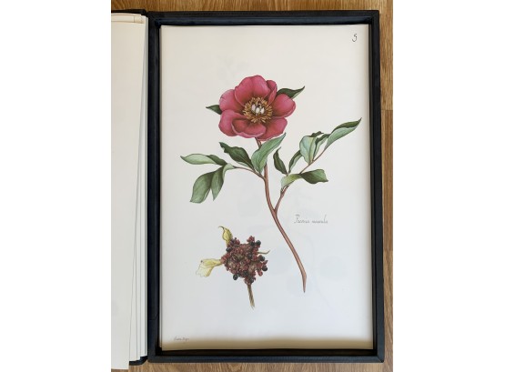 40 Botanical Print Portfolio Style Book Electra Megaw Wild Flowers Of Cyprus