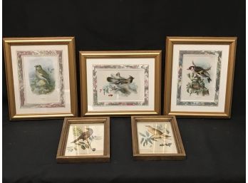 5 Piece Lot Of Framed Bird Prints - 3 Wyman & Sons Limited Plate Prints - All Professionally Framed