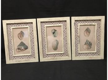 Trio Of Framed Seashell Themed Framed Prints - Rustic Wood Frames 12'L X 16'H