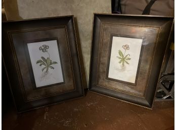 Set Of Large 28 X 22 Botanical Prints In Substantial Frames