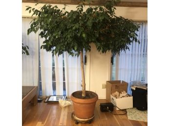 A Towering Live Ficus - 6' High
