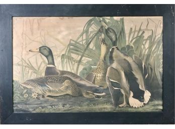 A Very Rustic Large Framed Audubon Print - Mallards - 42x29