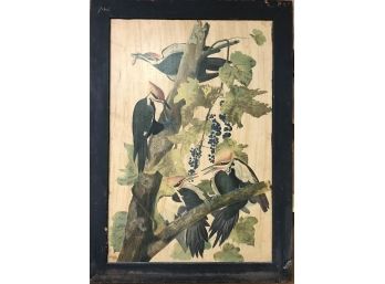 A Very Rustic Audubon Framed Print - Pilated Woodpecker - 30x41