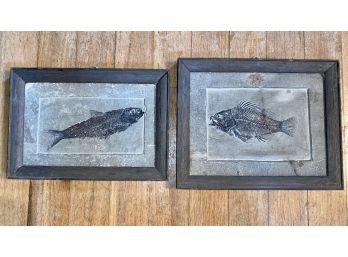 Two Framed Fish Fossils