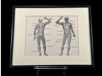 Vintage Framed Anatomical Print