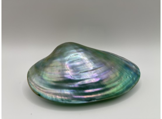 An Opalescent Shell - Wow!