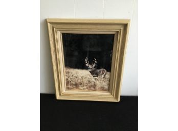Framed Print Of A Deer C Steve & Nancy Kobylski