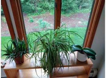 3 Mature Plants - Includes Well Established Spider Plant And Aloe Vera Plant And Orchid?