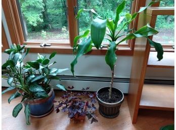 Three More Plants In Need Of New Homes