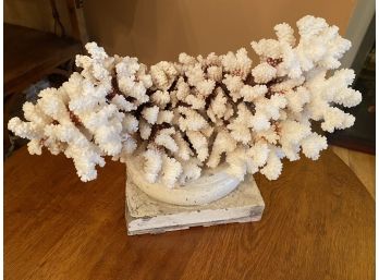 Huge Piece Of White Coral
