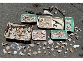 Sanibel Island Sea Shell Collection,  Variety Of Shells And Sizes, Check Out The Pictures.