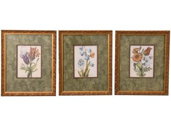 Set Of Three Framed Botanical Floral Artwork (Pair Of Tulipa Variegta And Hyacinths Flore)