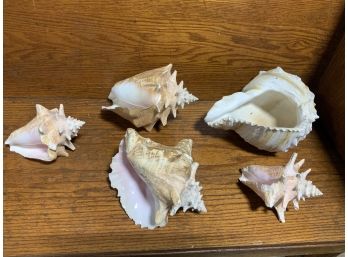 5 Conch Shells