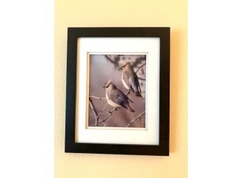 Framed Professional Photograph, English's Photography, Cedar Waxwings #6352