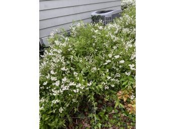 Small White Flowering Bushes - 2 Or More