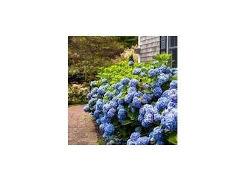 A Group Of 8 Hydrangea -House Front