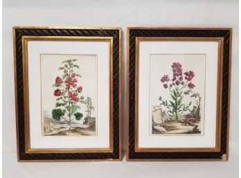 Set Of Antique Hand Colored Botanical Engravings Framed After Abraham Munting