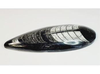 Orthoceras (squid)  Fossil  Polished Stone Slice