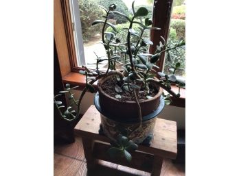 Real Jade Plant With Blue Tones Planter