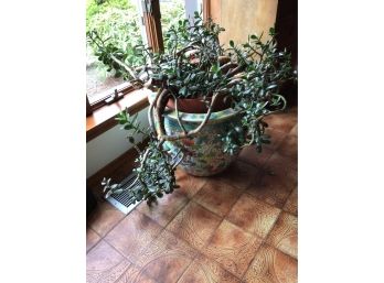 Enormous Real Jade Plant With A Stunning Asian Planter