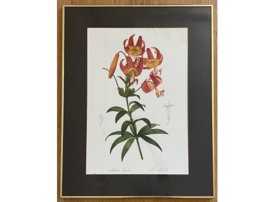 Botanical Illustration Lily Flower Metropolitan Museum Of Art Print In Gilded Frame