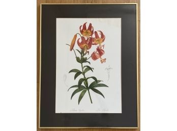 Botanical Illustration Lily Flower Metropolitan Museum Of Art Print In Gilded Frame