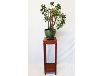 Jade Plant With Chinese Rosewood Pedestal Plant Stand