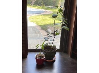 Two Live Potted Plants
