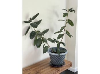 A Live Ficus Plant