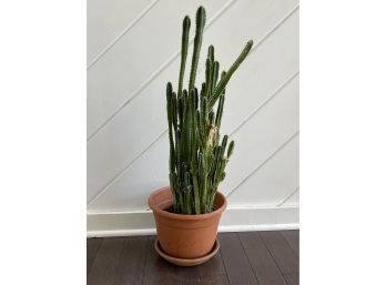 A Live Cactus In A Terra Cotta Planter