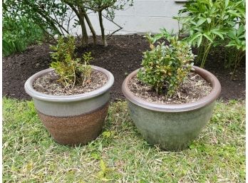 Pair Of Planters With Small Boxwood Plants (not Identical)