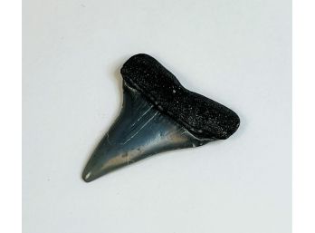 Black Shark Tooth
