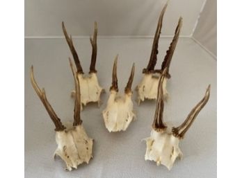 Roe Deer Antlers  From Germany - Set Of 5