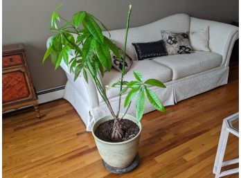 Potted Money Tree House Plant