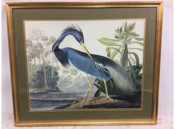 Audubon Print, Louisiana Heron, No Margin, On Paper