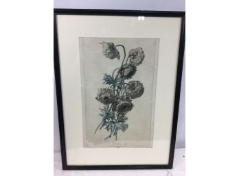 Early Dutch Botanical Engraving, Anemone Double, Van Spaendonck