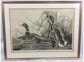Audubon Print, Mallard Duck, By R. Havel.