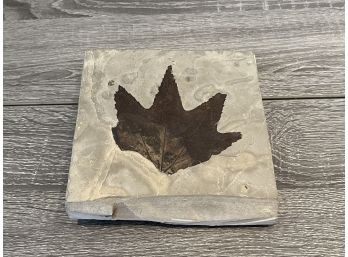 Large Fossilized Maple Leaf