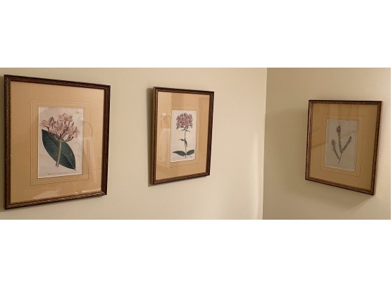 Three Framed Botanicals