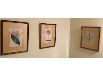 Three Framed Botanicals